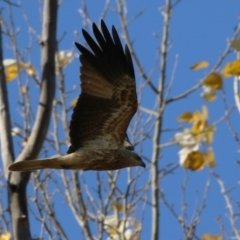 Haliastur sphenurus (Whistling Kite) at Jerrabomberra Wetlands - 26 May 2023 by RodDeb