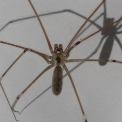 Pholcus phalangioides (Daddy-long-legs spider) at Narrabundah, ACT - 25 May 2023 by RobParnell