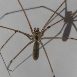 Pholcus phalangioides at Narrabundah, ACT - 25 May 2023 10:51 AM