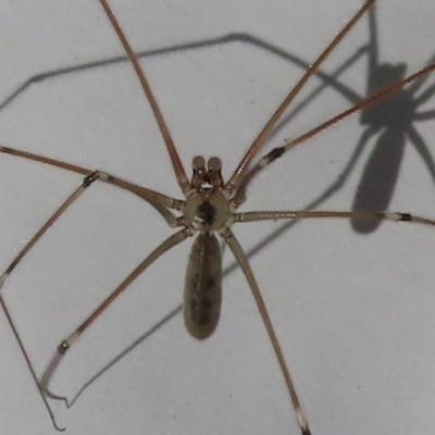 Pholcus phalangioides (Daddy-long-legs spider) at Narrabundah, ACT - 25 May 2023 by RobParnell