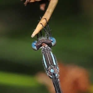 Austrolestes leda at Capalaba, QLD - 23 Apr 2023 11:41 AM
