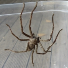 Isopeda sp. (genus) at Narrabundah, ACT - 20 May 2023 02:56 PM