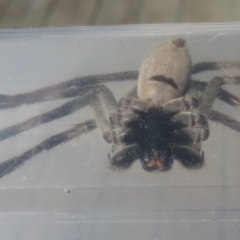 Isopeda sp. (genus) at Narrabundah, ACT - 20 May 2023