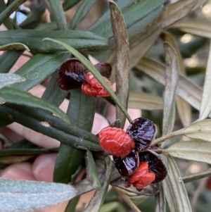 Pittosporum bicolor at Harolds Cross, NSW - 21 May 2023