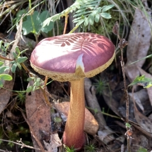 Boletellus obscurecoccineus at Carwoola, NSW - suppressed