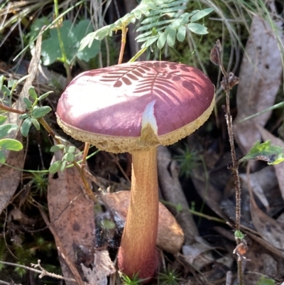 Boletellus obscurecoccineus (Rhubarb Bolete) at Carwoola, NSW - 22 May 2023 by AJB