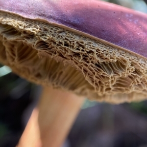 Boletellus obscurecoccineus at Carwoola, NSW - suppressed