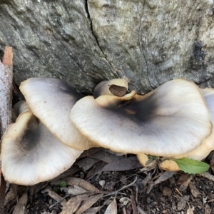 Omphalotus nidiformis at Bango, NSW - 20 May 2022 04:37 PM