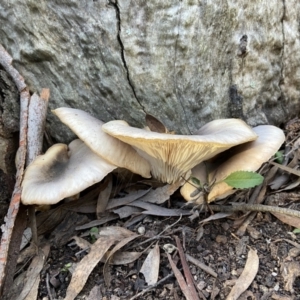 Omphalotus nidiformis at Bango, NSW - 20 May 2022