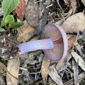 Cortinarius sp. - lilac, blue(ish), purple(ish) at Bango Nature Reserve - 20 May 2022