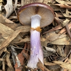 Cortinarius archeri s.l. (Emperor Cortinar) at Bango, NSW - 20 May 2022 by AJB