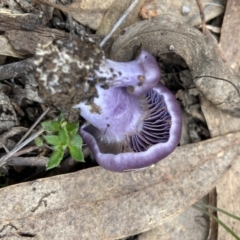 Cortinarius archeri s.l. (Emperor Cortinar) at Bango, NSW - 20 May 2022 by AJB