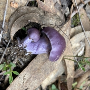 Cortinarius archeri s.l. at Bango, NSW - 20 May 2022