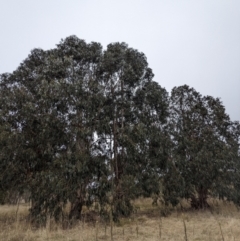 Eucalyptus globulus subsp. bicostata at Kambah, ACT - 27 May 2023 11:01 AM