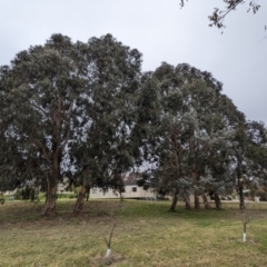 Eucalyptus globulus subsp. bicostata at Kambah, ACT - 27 May 2023