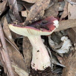 Russula sp. at Bango, NSW - 20 May 2022