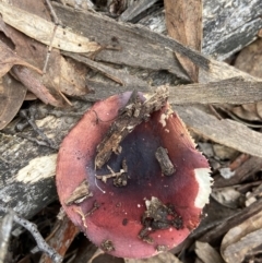 Russula sp. (genus) at Bango, NSW - 20 May 2022