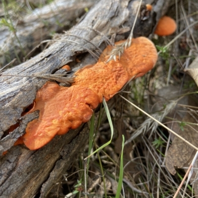 Trametes coccinea (Scarlet Bracket) at Bango, NSW - 20 May 2022 by AJB