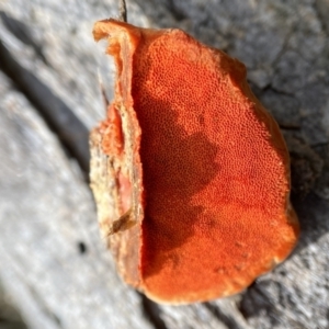 Trametes coccinea at Bango, NSW - 20 May 2022