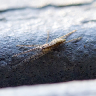 Thasyraea lepida (Prowling spider) at Florey, ACT - 16 May 2023 by KorinneM