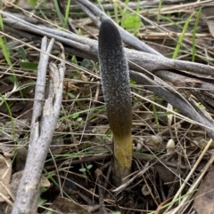 Drechmeria gunnii (Dark Vegetable Caterpillar) at Bango Nature Reserve - 20 May 2022 by AJB