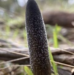 Drechmeria gunnii at Bango, NSW - 20 May 2022 11:02 AM