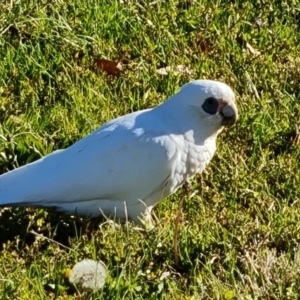 Cacatua sanguinea at Phillip, ACT - 27 May 2023 01:54 PM