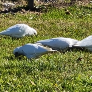 Cacatua sanguinea at Phillip, ACT - 27 May 2023 01:54 PM