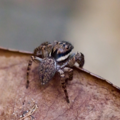 Salticidae (family) (Unidentified Jumping spider) at Florey, ACT - 13 May 2023 by KorinneM