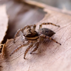 Salticidae (family) at Florey, ACT - 13 May 2023