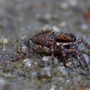 Salticidae (family) at Florey, ACT - 13 May 2023