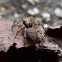 Salticidae (family) at Florey, ACT - 13 May 2023