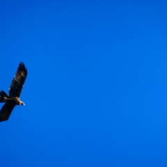 Aquila audax (Wedge-tailed Eagle) at Red Hill, ACT - 27 May 2023 by Valerate
