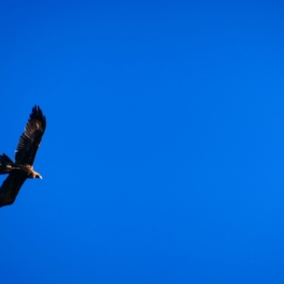 Aquila audax (Wedge-tailed Eagle) at Red Hill, ACT - 27 May 2023 by Valerate