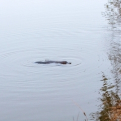 Ornithorhynchus anatinus (Platypus) at Parkes, ACT - 26 May 2023 by IanH