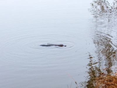 Ornithorhynchus anatinus (Platypus) at Parkes, ACT - 27 May 2023 by IanH