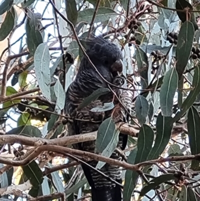 Callocephalon fimbriatum (Gang-gang Cockatoo) at Kambah, ACT - 27 May 2023 by rhubarb89