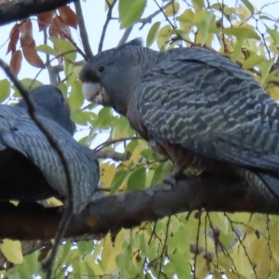 Callocephalon fimbriatum (Gang-gang Cockatoo) at Narrabundah, ACT - 27 May 2023 by RobParnell