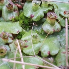 Marchantia polymorpha at Yass River, NSW - 27 May 2023