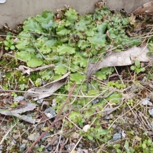 Marchantia polymorpha at Yass River, NSW - 27 May 2023 03:10 PM