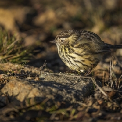 Pyrrholaemus sagittatus (Speckled Warbler) at West Stromlo - 13 May 2023 by trevsci