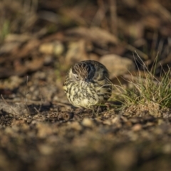 Pyrrholaemus sagittatus at Stromlo, ACT - 14 May 2023