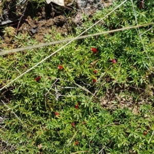 Astroloma humifusum at Watson, ACT - 22 May 2023