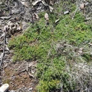 Astroloma humifusum at Watson, ACT - 22 May 2023