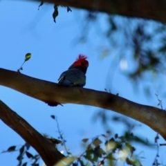 Callocephalon fimbriatum at Mongarlowe, NSW - 27 May 2023