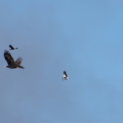 Aquila audax (Wedge-tailed Eagle) at Mongarlowe River - 27 May 2023 by LisaH