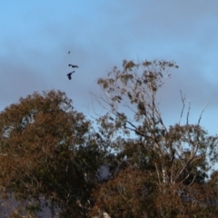 Aquila audax at Mongarlowe, NSW - 27 May 2023