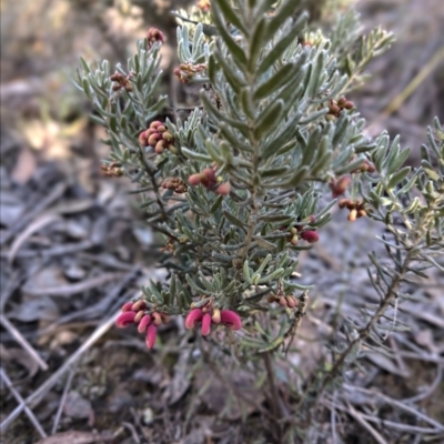 Grevillea lanigera (Woolly Grevillea) at Carwoola, NSW - 12 May 2023 by inquisitive