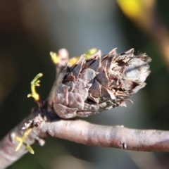 Petrophile sessilis (Conesticks) at Mongarlowe, NSW - 27 May 2023 by LisaH