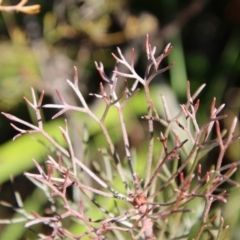 Petrophile sessilis at Mongarlowe, NSW - 27 May 2023